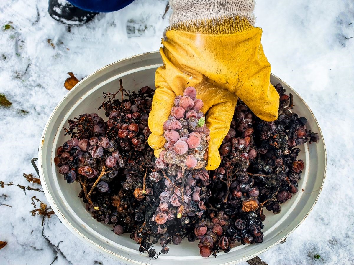 Nektar iz smrznutog grožđa u ledenoj berbi traminca vinarije Kutjevo