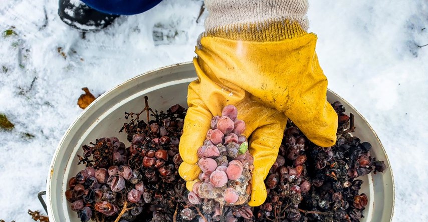 Nektar iz smrznutog grožđa u ledenoj berbi traminca vinarije Kutjevo