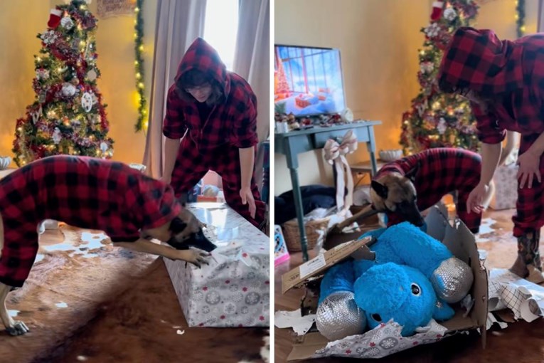 Belgijski ovčar dobio plišanu igračku i pokazao svoju nježnu stranu