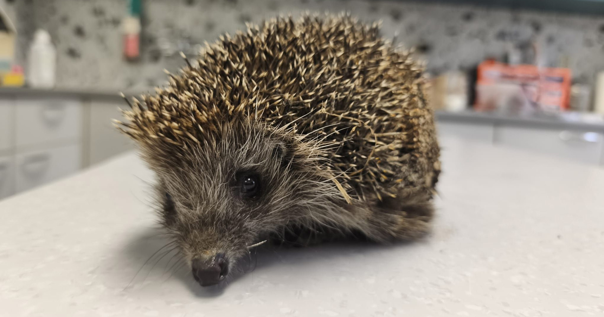 Pazite na ježeve dok uređujete vrtove i okućnice, često stradaju