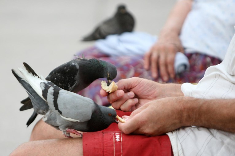 Apel građanima Zagreba: Ne hranite golubove, vrapce i patke jer dolaze i vrane