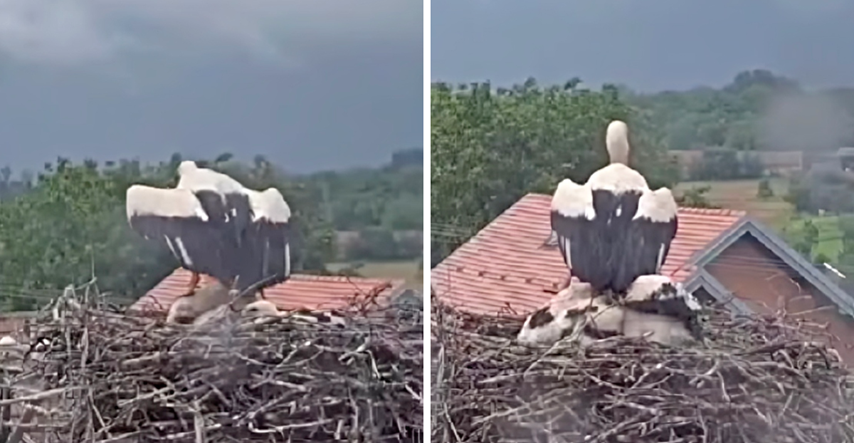 VIDEO Dirljiv prizor iz Slavonije: Mama roda zaštitila svoje ptiće od kiše