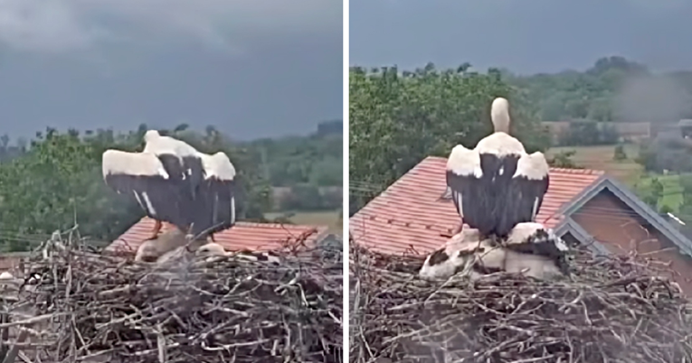 VIDEO Dirljiv prizor iz Slavonije: Mama roda zaštitila svoje ptiće od kiše