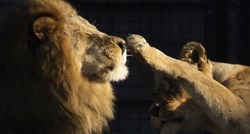 Znanstvenici lavovima u nosove prskali hormon oksitocin. Postali su manje agresivni