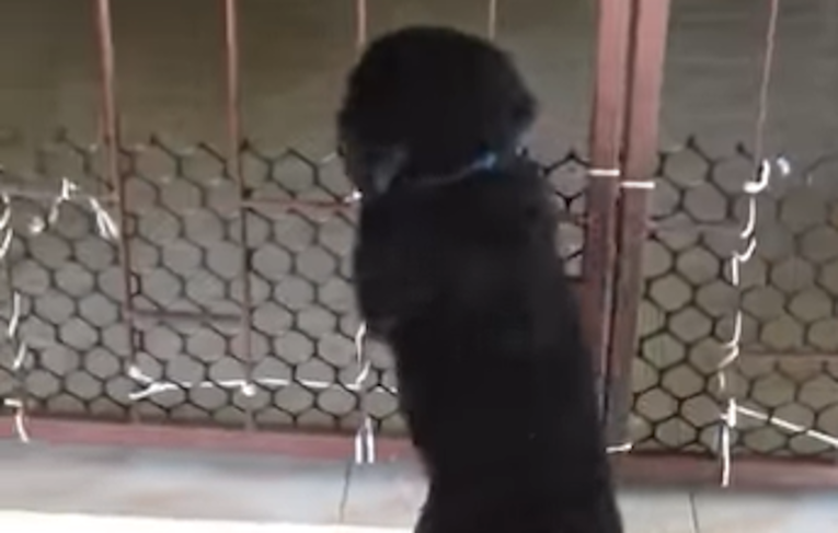 Psić prešao ogradu da dođe do mace. Pogledajte kako mu je ona pomogla u tome