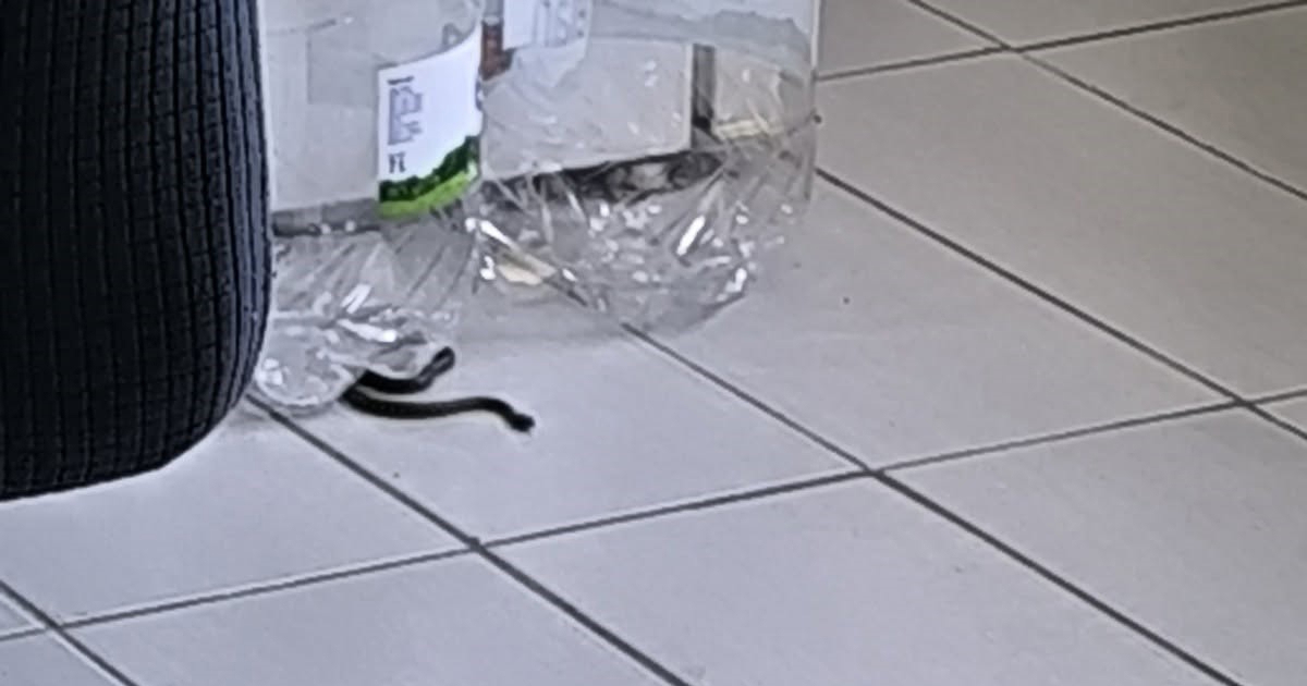 U kuću s djecom ušao poskok. Majka: Vatrogasi su mi rekli da ne rade sa zmijama