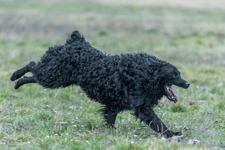 Hrvatski ovčar proglašen nematerijalnim kulturnim dobrom