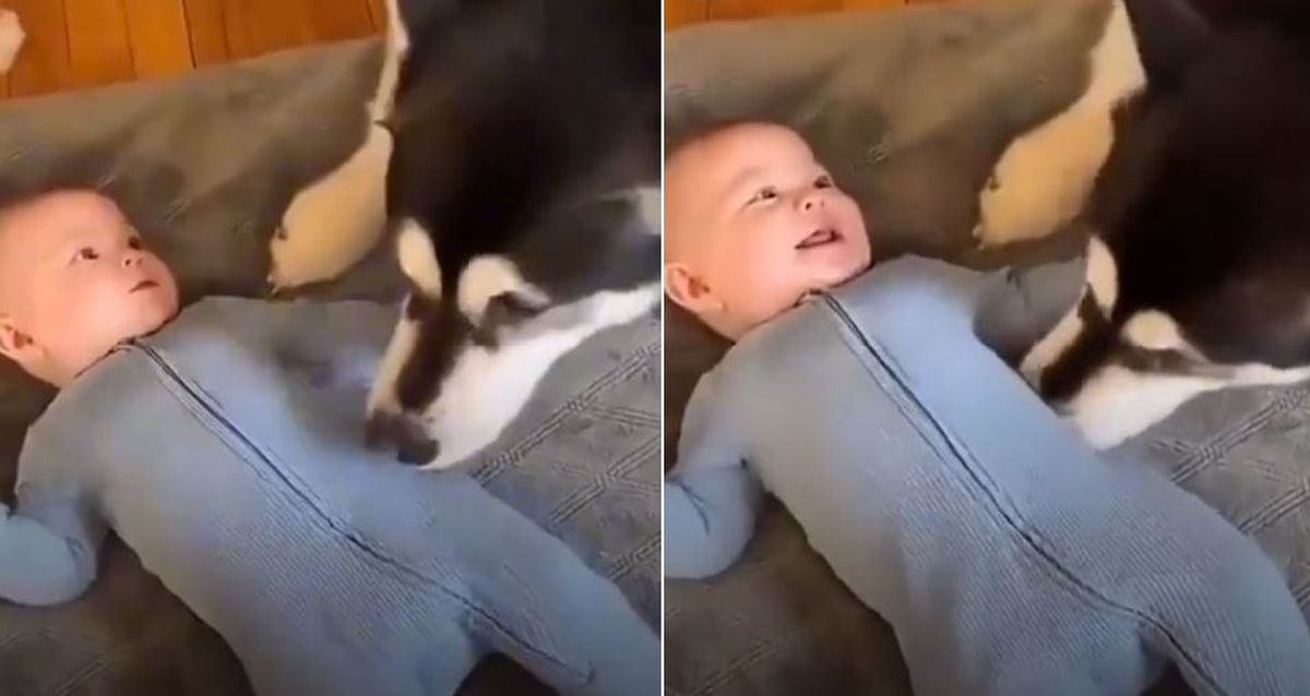 Haski njuškom gurao i škakljao bebu da je nasmije, prizor je presladak