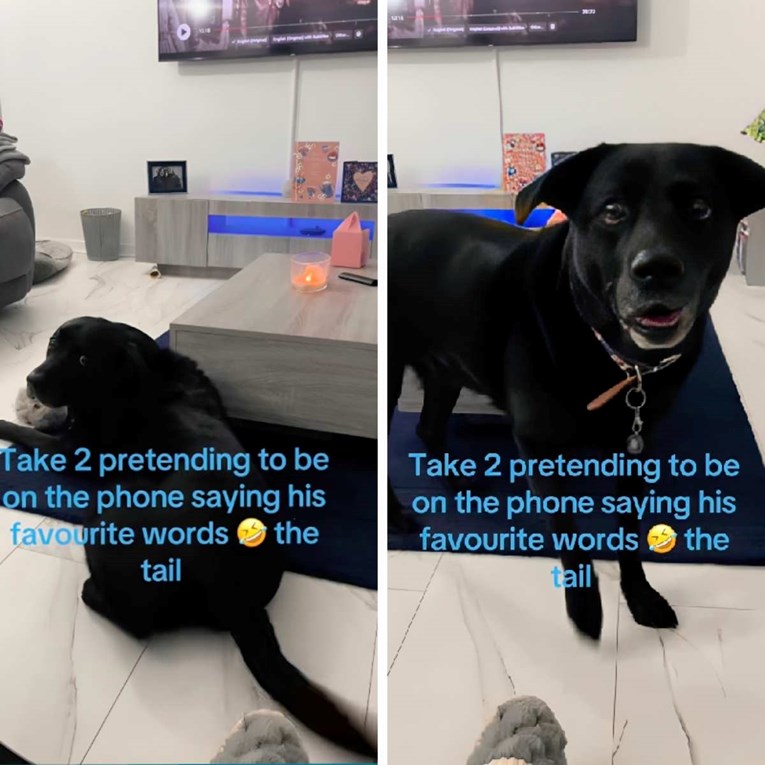 870 tisuća pregleda: Reakcija labradora na omiljene riječi osvojila je internet