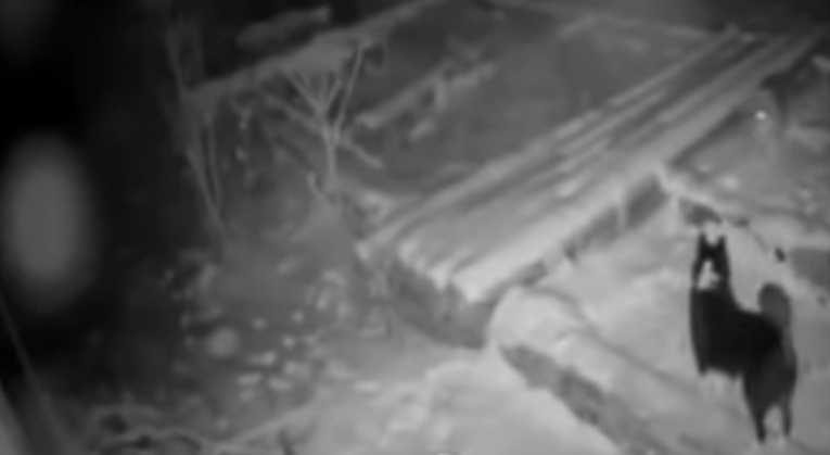 VIDEO Vuk u Hercegovini usmrtio psa, otrgnuo ga s lanca i odvukao u šumu