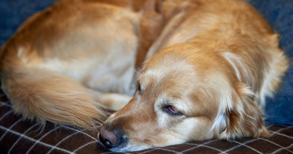 Što položaj u kojem psi spavaju otkriva o osjećaju sigurnosti i zdravlju ljubimca?