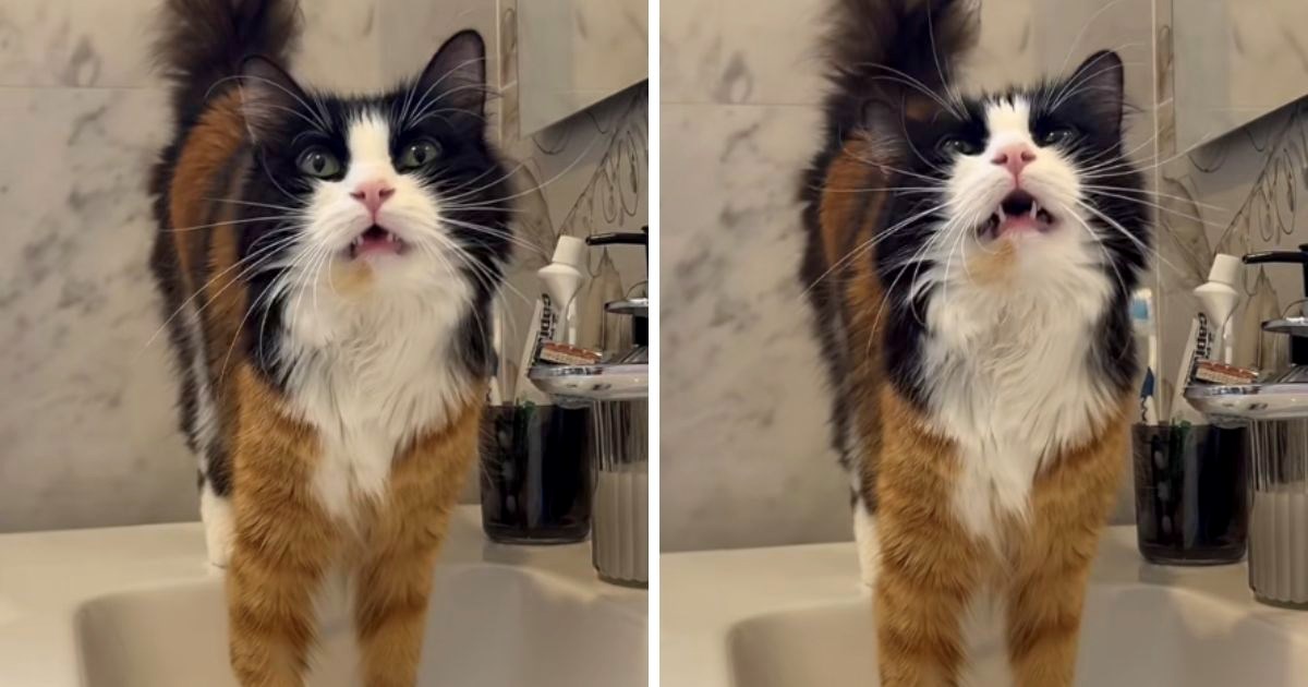 Predivna mačka oduševila milijune. Ovakav jedinstven izgled mačke još niste vidjeli