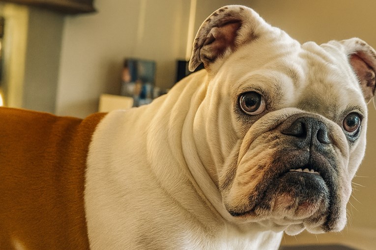Kad je vlasnica prestala s maženjem, buldog je poludio. Pogledajte