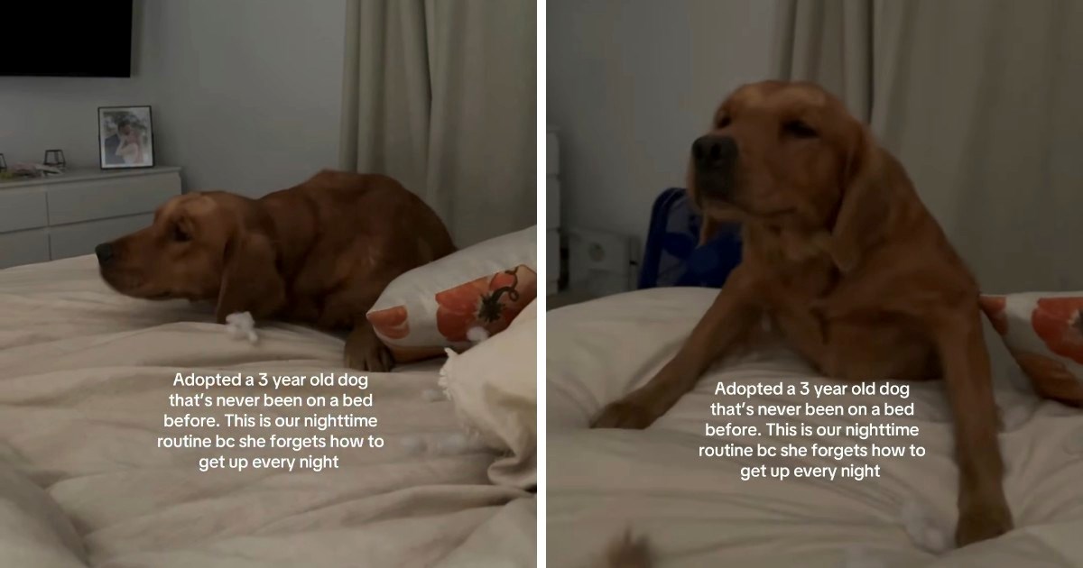 Udomljena retriverica prvi put spava na krevetu, prizor topi srca