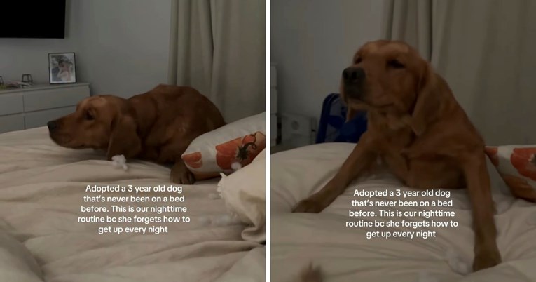 Udomljena retriverica prvi put spava na krevetu, prizor topi srca