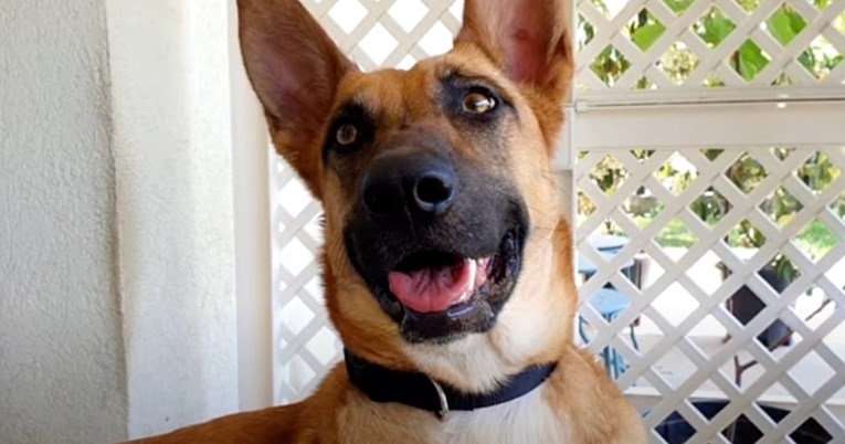 Vlasnici tražili od veterinara da eutanazira psa s tri noge jer im je prevelika briga