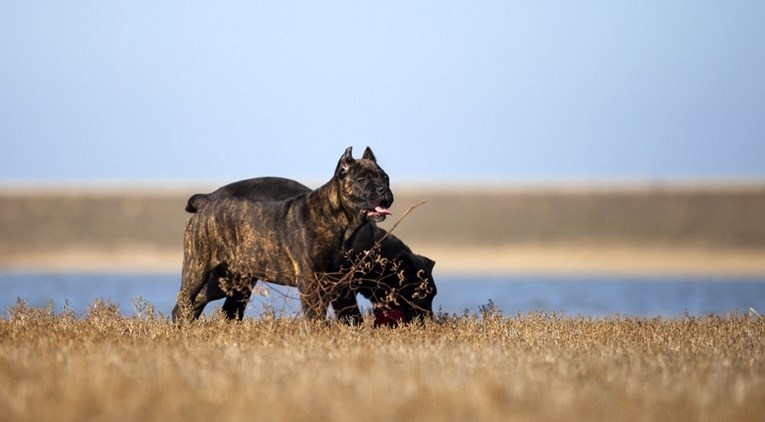 Psi u Slavonskom Brodu preskočili ogradu, izgrizli čovjeka i njegovog psa