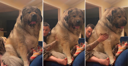 Ljudi ne mogu vjerovati koliko je velik ovaj pas. Mnogi ga zamijene za lava