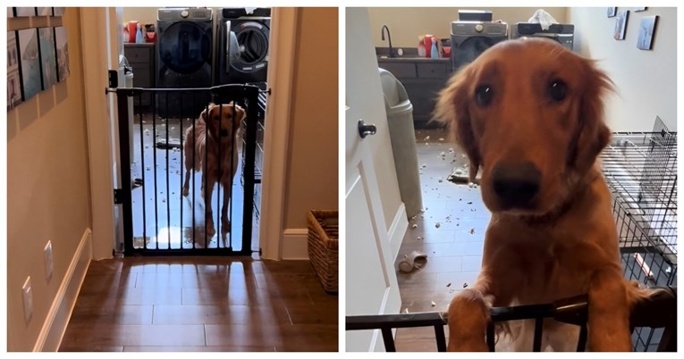 Zlatna retriverica pobjegla iz kaveza i napravila kaos, video je urnebesan