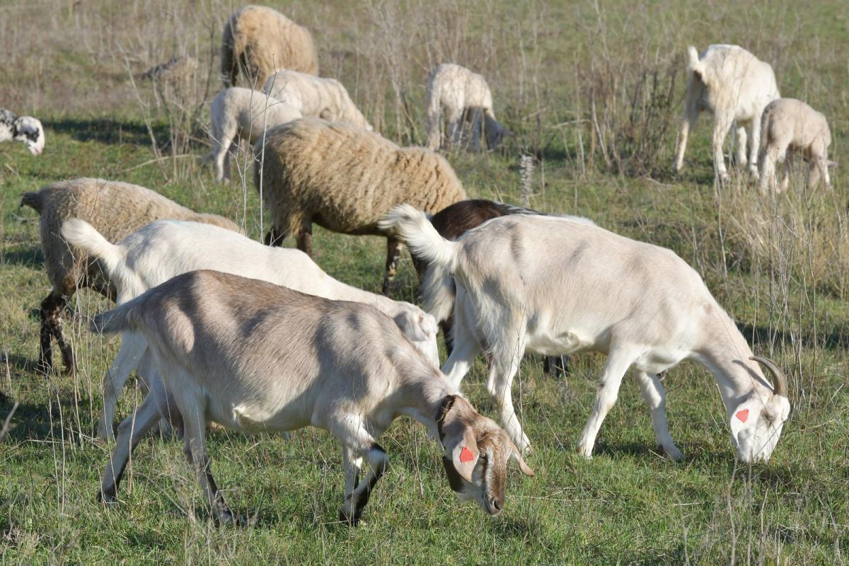 Ukidaju se zone ograničenja zbog kuge malih preživača