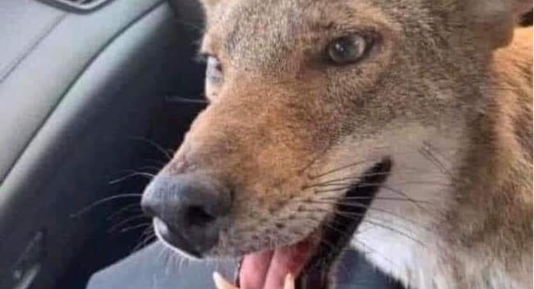 Žena mislila da je spasila psa, ljudi je upozorili da je lisica. Nije ni to
