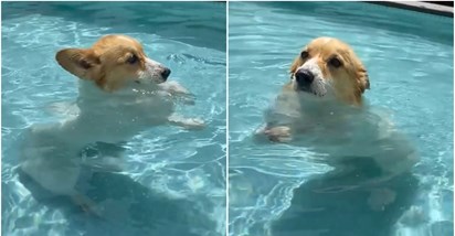 "Jedna od najslađih snimki": Maleni korgi Latte uživa plivajući u bazenu