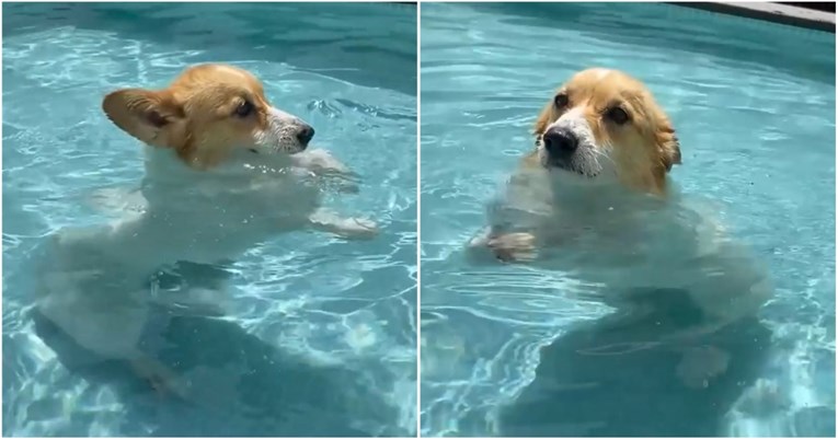 "Jedna od najslađih snimki": Maleni korgi Latte uživa plivajući u bazenu