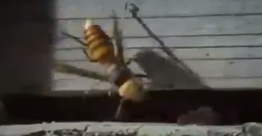 Video koji je mnoge fascinirao: Kako se japanske pčele brane od stršljena ubojice