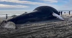 VIDEO Još jedan kit se misteriozno nasukao na istočnoj obali SAD-a