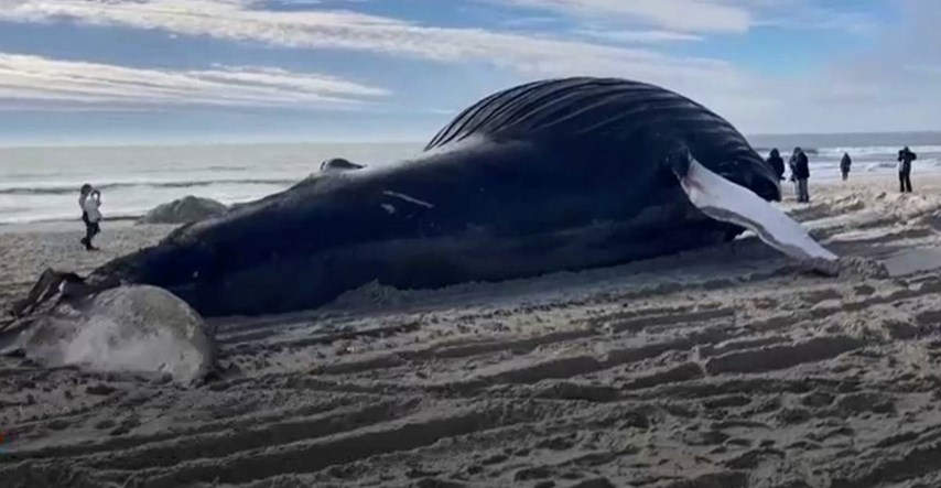 VIDEO Još jedan kit se misteriozno nasukao na istočnoj obali SAD-a