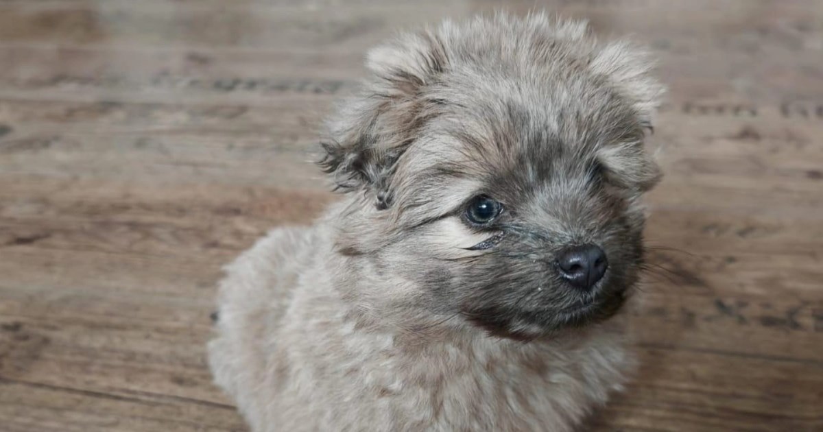 Slađeg psa dugo nismo vidjeli. Dobra vijest je da traži dom pun ljubavi i strpljenja