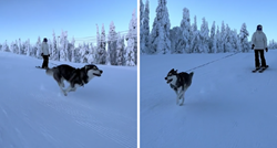 VIDEO Povela haskija na skijanje. Pas je uživao kao nikad u životu