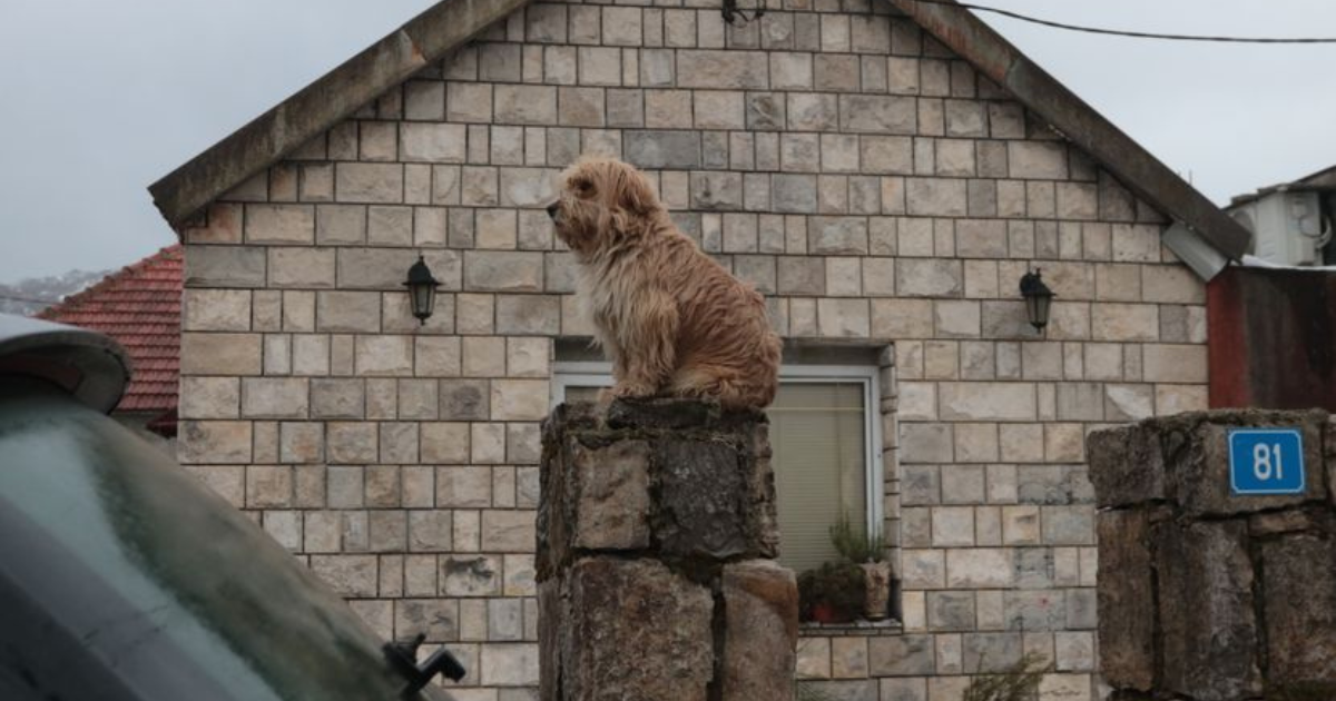 FOTO Pas na kiši sjedio kod prozora sobe dvojice dječaka ubijenih na Cetinju