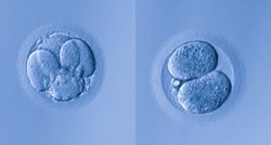 Trumpova protukandidatkinja: Zamrznuti embriji su bebe