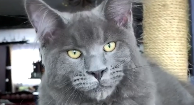 Lica ovih Maine Coon mačaka nevjerojatno podsjećaju na ljudska