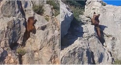 Medvjed se penjao preko strmih stijena u kanjonu Pive, bodrili ga ljudi iz automobila