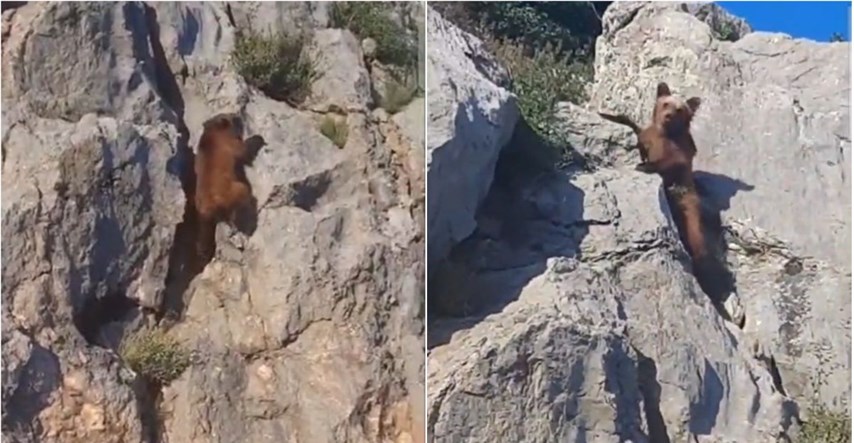 Medvjed se penjao preko strmih stijena u kanjonu Pive, bodrili ga ljudi iz automobila