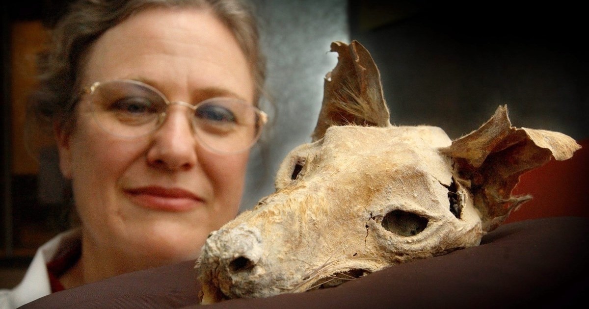 Sedam izumrlih pasmina pasa za koje je teško povjerovati da su uopće postojale