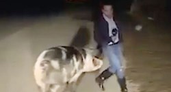 VIDEO Tijekom javljanja uživo reportera napala i ugrizla svinja