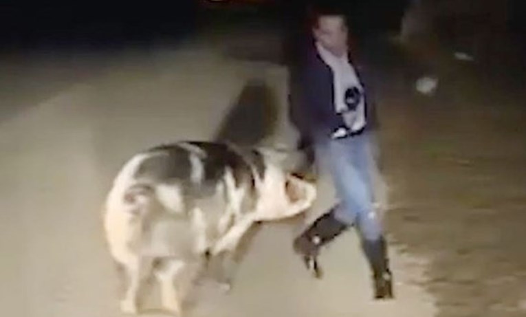 VIDEO Tijekom javljanja uživo reportera napala i ugrizla svinja