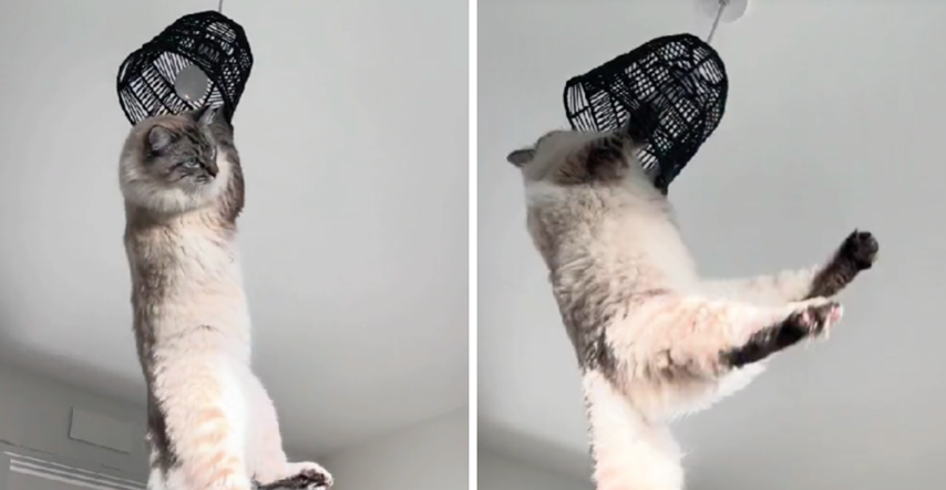 VIDEO Ovaj mačak obožava se penjati na luster, pogledajte kako se zabavlja