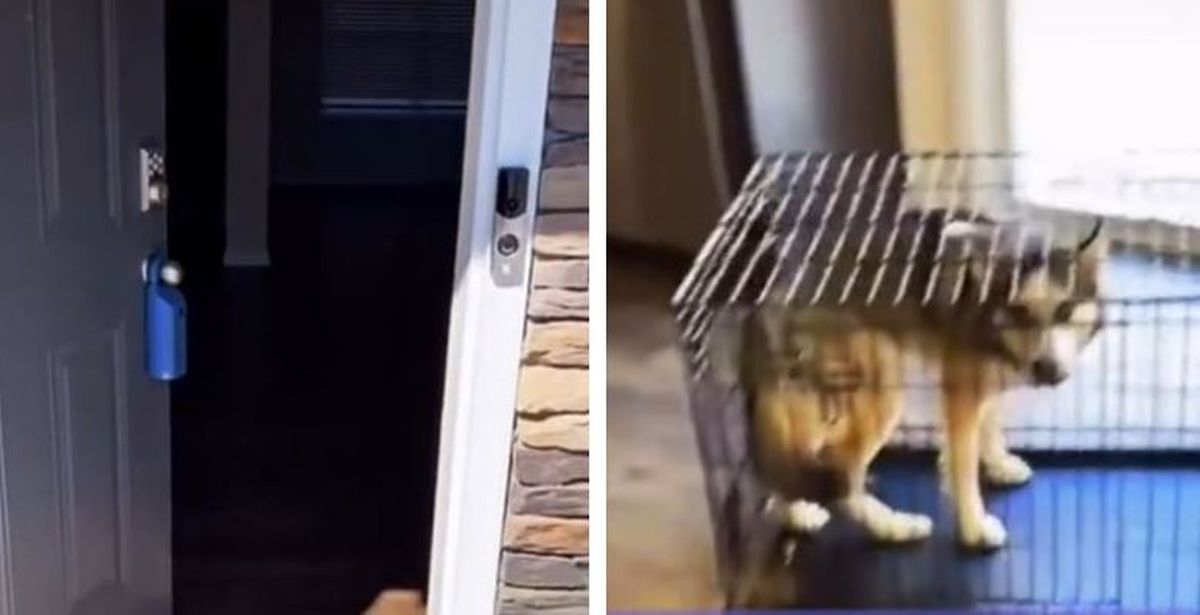 Haski mislio da su vlasnici zaboravili na njega tijekom preseljenja, video je hit