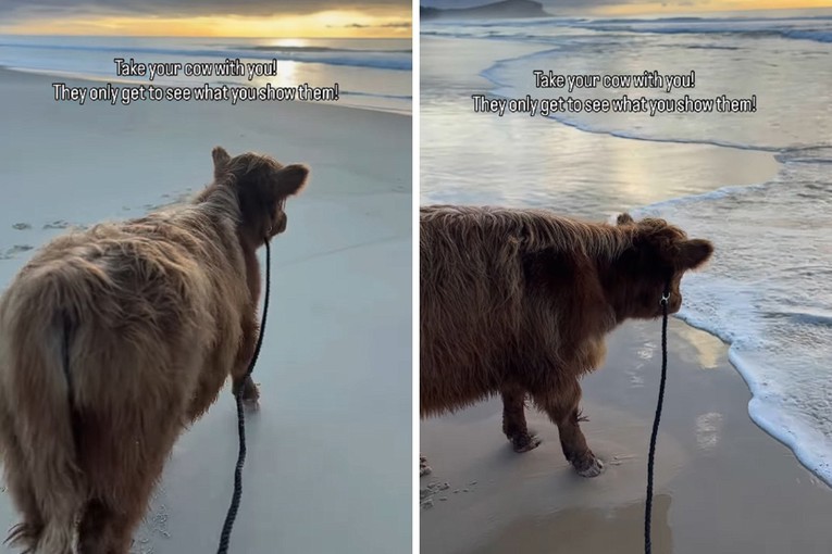 Krava prvi put vidjela ocean i uživala na plaži, video je hit