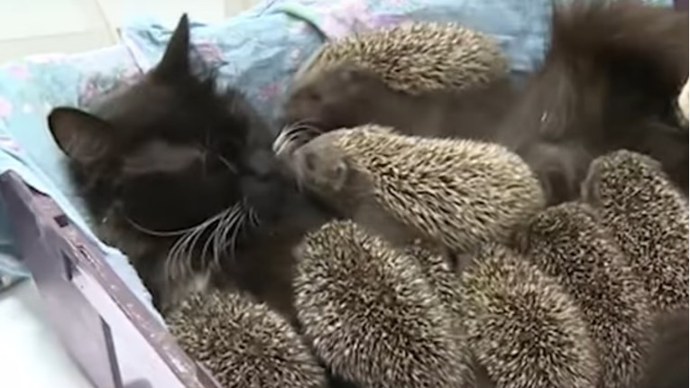 Nakon što su ostali bez svoje mame, divna maca je ježiće prihvatila kao svoje
