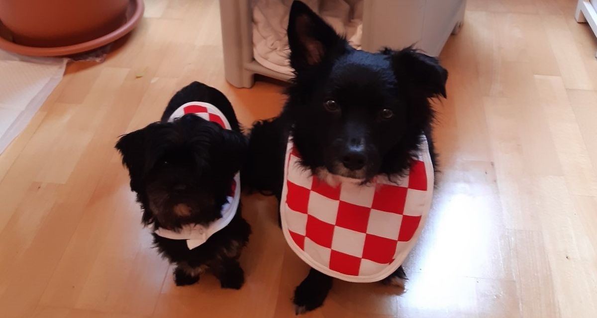 Preslatki Snoopy i Moony iz Samobora spremni su za utakmicu Hrvatske i Brazila