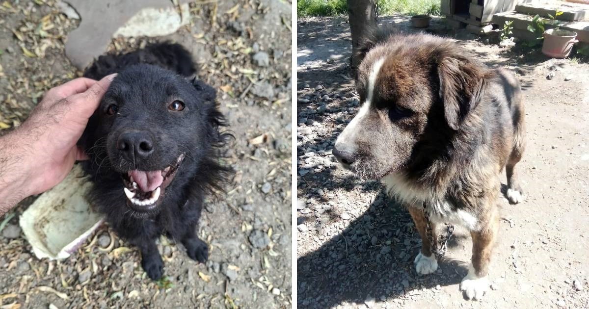 Objava koja slama srca: Psići u Donjem Miholjcu traže dom, bivši vlasnik ih tukao
