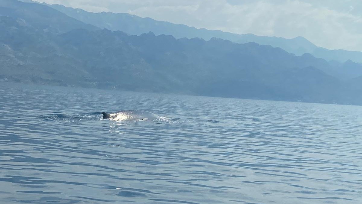 Pomozite u potrazi za velikim kitom u Velebitskom kanalu