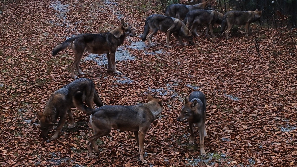 Vukovi sve češći kod Korenice: "Njih sedam svlada kravu bez problema"