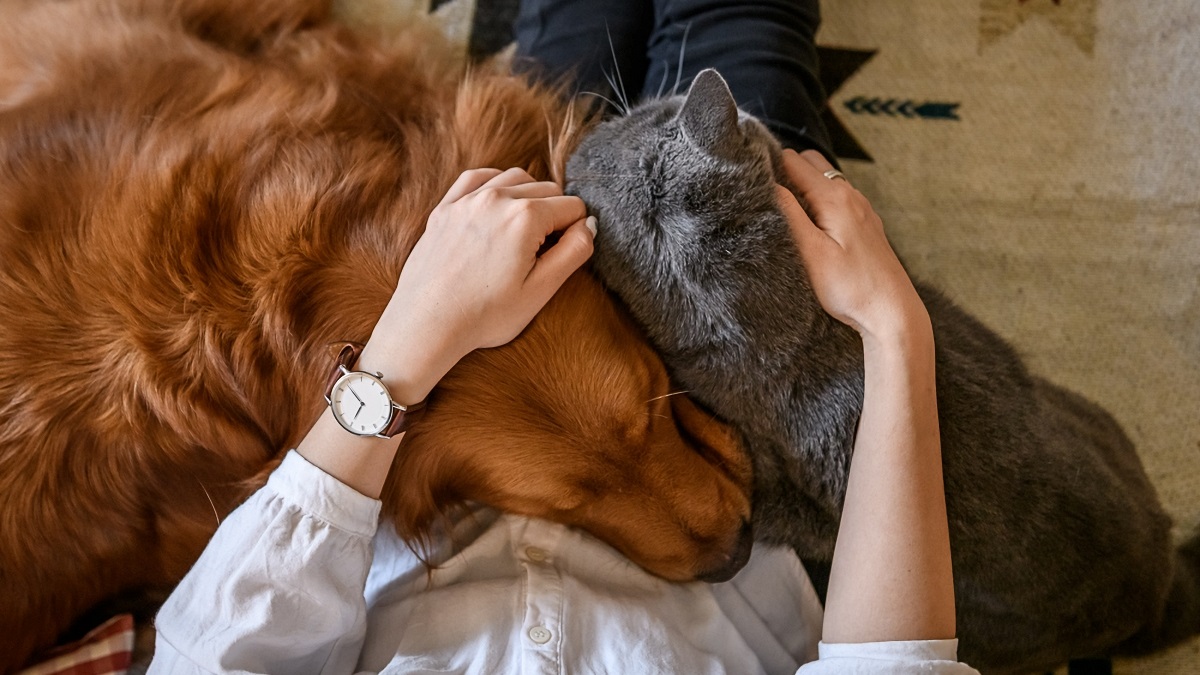 Je li jedno sredstvo protiv nametnika dovoljno? Veterinarka savjetuje kad kombinirati
