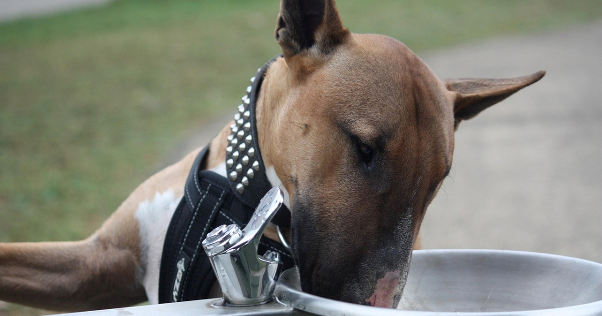 Zašto psi zimi piju manje vode? Veterinar otkriva što je normalno, a što nije
